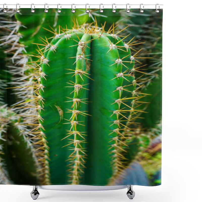 Personality  Detailed Macro Photograph Showcasing The Vibrant Green Body Of A Cactus Adorned With Sharp Spines. Illustrates The Resilience And Beauty Of Desert Flora In Their Natural Habitat Shower Curtains