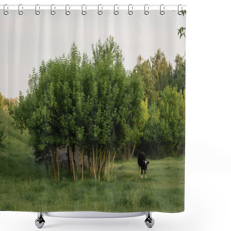 Personality  Black Cow Grazing On Green Lawn Near Trees In Countryside Shower Curtains