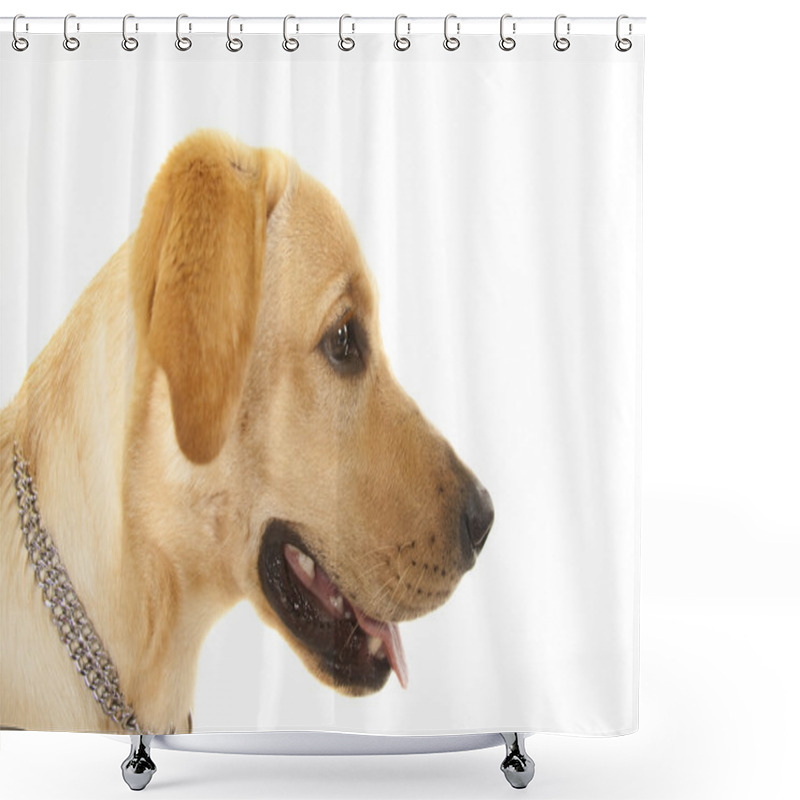 Personality  Golden Retriever Portrait Shower Curtains