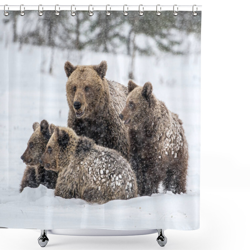 Personality  She-Bear And Bear Cubs On The Snow. Brown Bears  In The Winter Forest. Natural Habitat. Scientific Name: Ursus Arctos Arctos. Shower Curtains