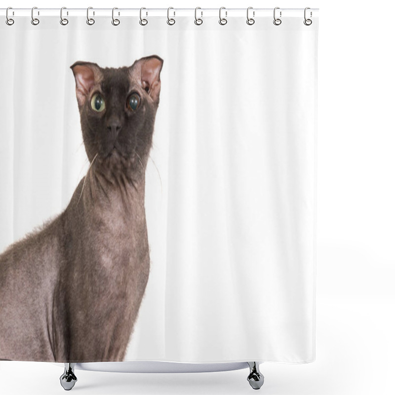 Personality  Black Purebred Sphinx Cat Shower Curtains