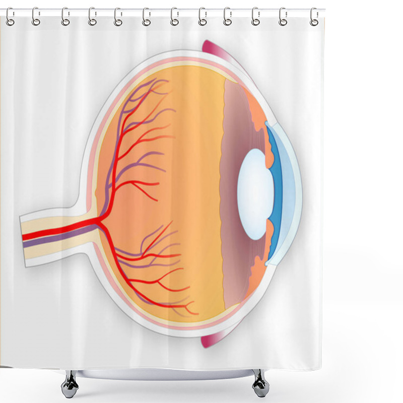 Personality  Human Eye Shower Curtains