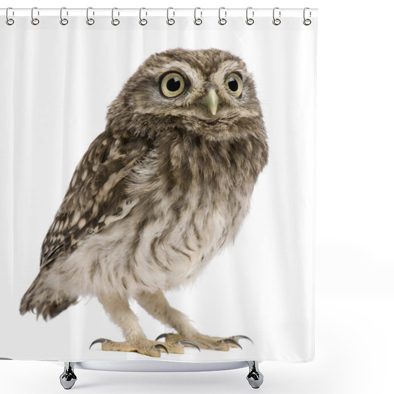 Personality  Little Owl, 50 Days Old, Athene Noctua, Standing In Front Of A White Background Shower Curtains