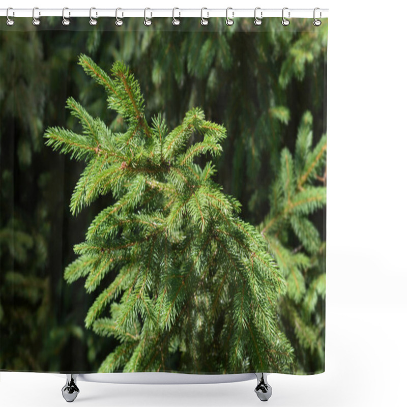 Personality  Norway Spruce Shower Curtains