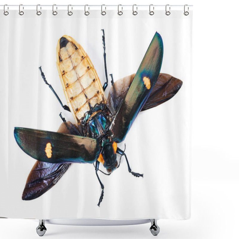 Personality  Closeup, Animal And Bug On Studio White Background With Full Body, Wings Detail And Creature Isolated On A Backdrop. Insect, Nature And Top View Of Colorful Wildlife In Zoom From The Environment. Shower Curtains