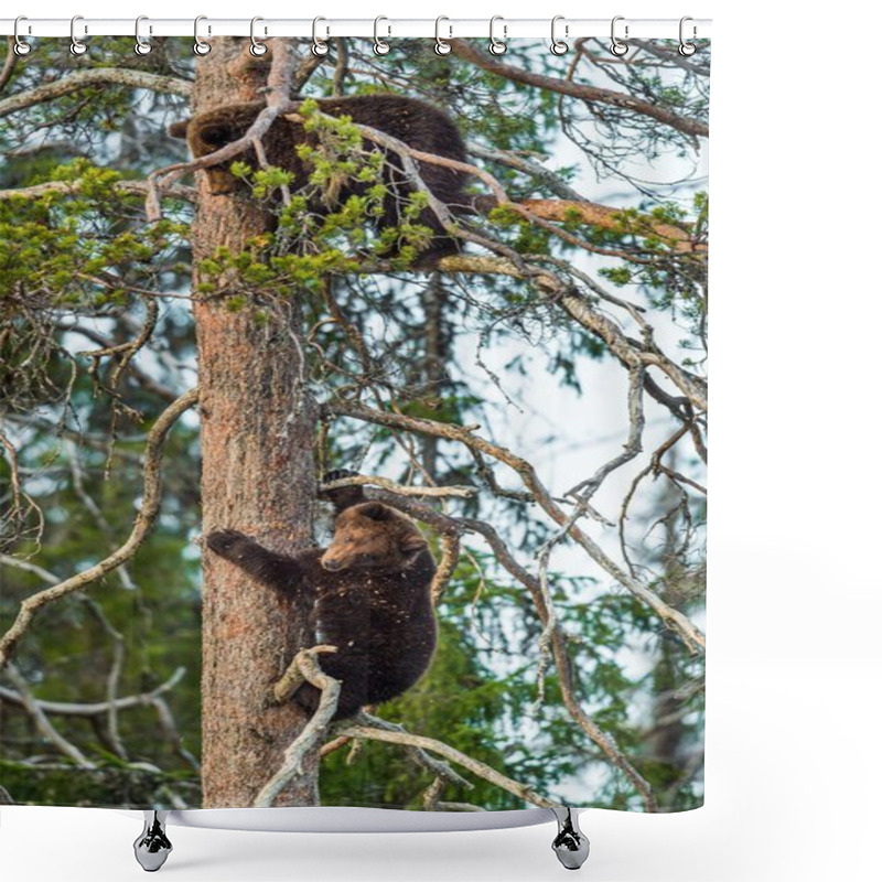 Personality  Bear-cubs Have Climbed On Pine Tree Shower Curtains