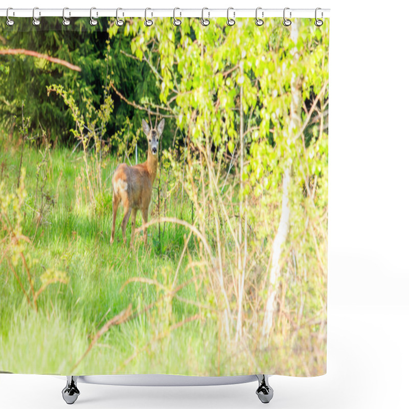 Personality  Whitetail Deer Fawn Shower Curtains