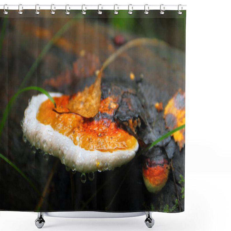 Personality  Timber Fungus (mushroom) Growing On The Old Tree Stump Covered With Small Fallen Leaf And Rain Drops In Autumn Fall Wood - Tilt Shift Effect Image  Shower Curtains