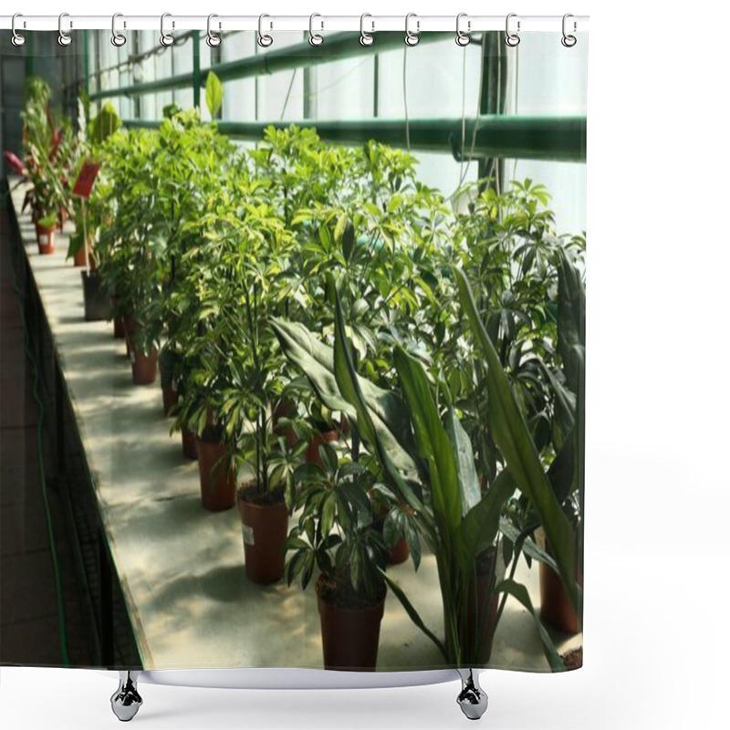 Personality  Many Pots With Beautiful Green Plants On Table In Greenhouse Shower Curtains