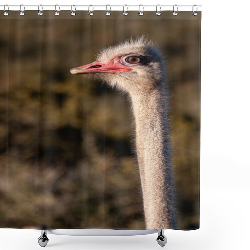 Personality  African Ostrich Shower Curtains