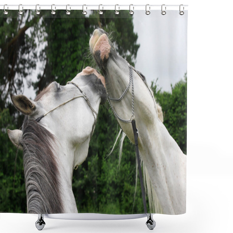 Personality  Beautiful Horses In Love Isolated On The Black Background Shower Curtains