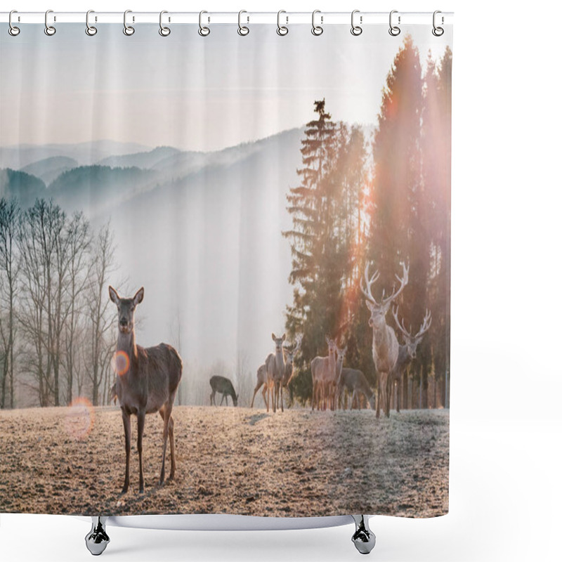 Personality  Red Deer In Morning Sun. Stunning Image Of Red Deer Herd In Foggy Autumn Colorful Forest Landscape Image Shower Curtains