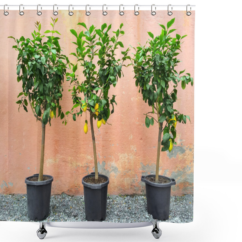 Personality  Lemon Trees With Ripe Fruits Shower Curtains