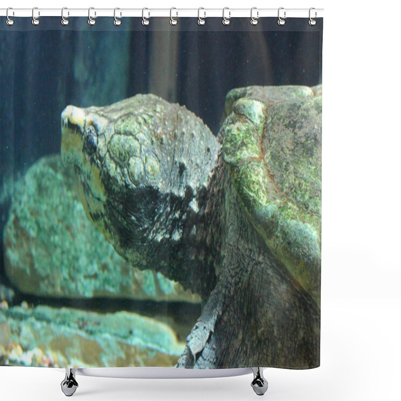 Personality  Snapping Turtle Shower Curtains