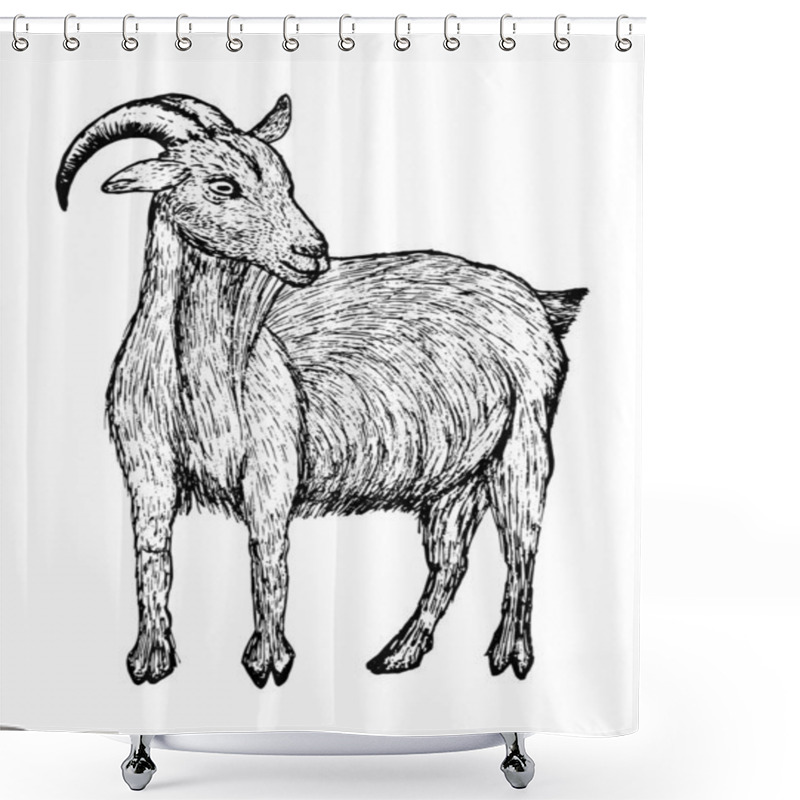 Personality  Goat Black Sketch In Line Style Isolated On White Background Shower Curtains