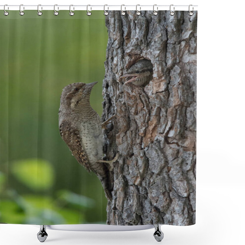 Personality  Eurasian Wryneck, Jynx Torquilla Is Feeding Its Chicks In The Nice Green Background, It Is At Its Nest During Their Nesting Season, Golden Light Picture, Czech Republic Shower Curtains