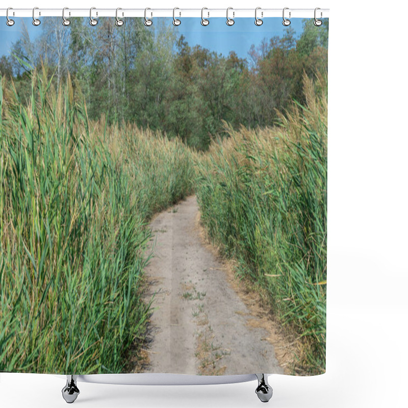 Personality  Country Road Among The Green Reeds. Stalk Cane Blowing In The Wind From Both Sides Pedestrian Path. View On Brown Bulrush In The Swamp. Nature Outdoors Plants Growing. Shower Curtains