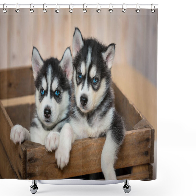 Personality  The Two Little Puppies Of The Huskies Sit In The Box And Look Out Of It. Puppies Of Husky Breed. Shower Curtains