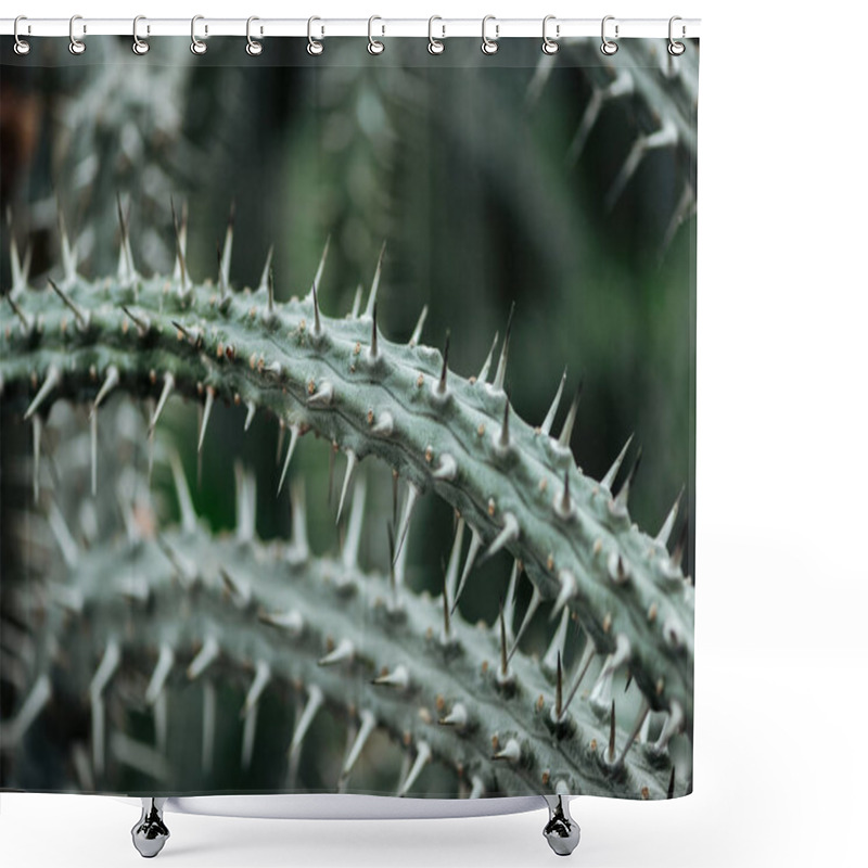 Personality  Close Up View Of Sharp Green Cacti Leaves  Shower Curtains