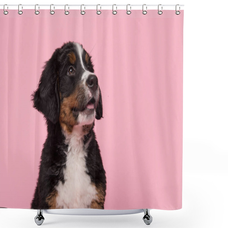 Personality  Portrait Of A Cute Bernese Mountain Dog Puppy Looking Up On A Pink Background Shower Curtains