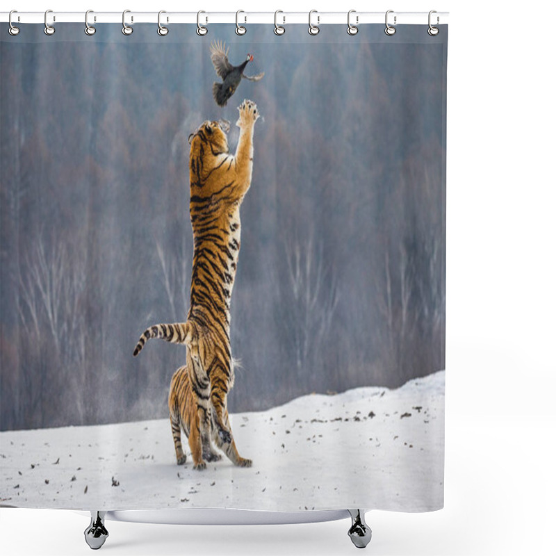 Personality  Siberian Tiger Hunting Prey Fowl In Jump In Winter, Siberian Tiger Park, Hengdaohezi Park, Mudanjiang Province, Harbin, China.  Shower Curtains