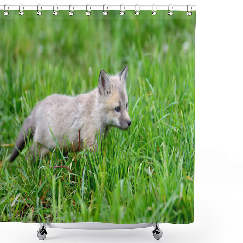 Personality  Fox Cub In Grass Shower Curtains