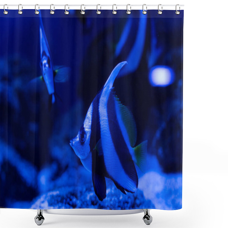 Personality  Striped Fishes Swimming Under Water In Aquarium With Blue Lighting Shower Curtains