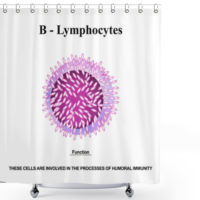 Personality  B Lymphocytes Structure. The Functions Of B Lymphocytes. Immunity Helper Cells. Infographics. Vector Illustration On Isolated Background. Shower Curtains