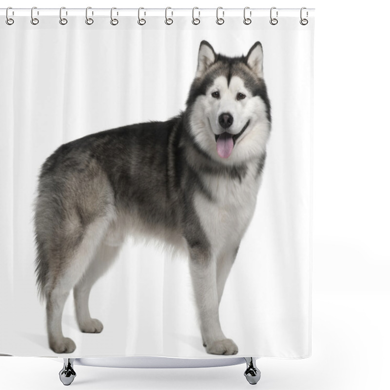 Personality  Alaskan Malamute, 19 Months Old, Standing In Front Of White Back Shower Curtains