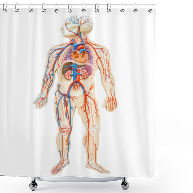 Personality  Human Anatomy Of Man. Shower Curtains