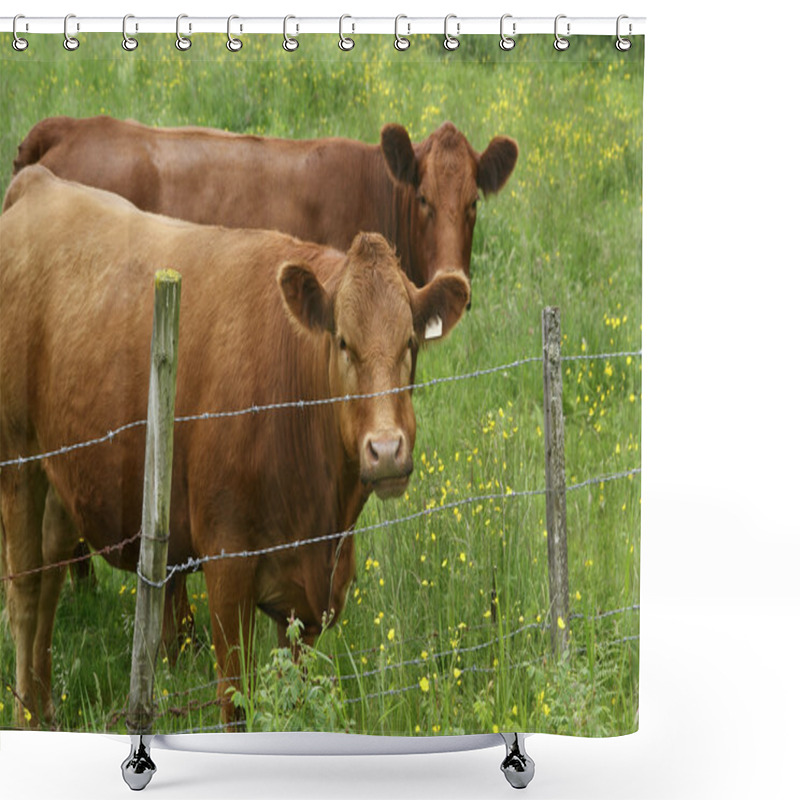 Personality  Curious Beef Cattle Shower Curtains