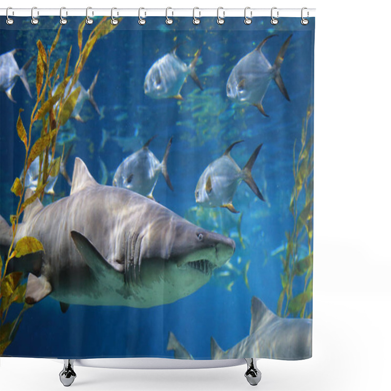 Personality  Close-up White Shark Underwater. Shower Curtains