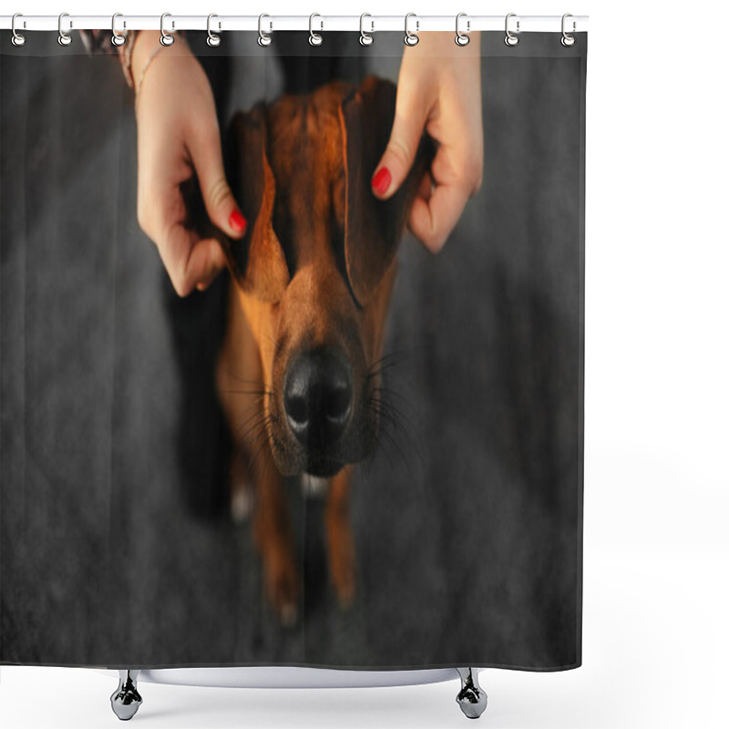 Personality  Funny Portrait Of Owner Closing Dog's Eyes With His Ears, Close Up Shower Curtains