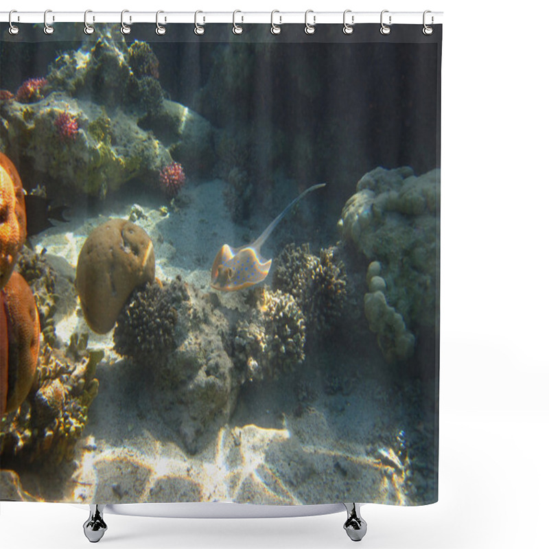 Personality  Stingray Swimming Shower Curtains