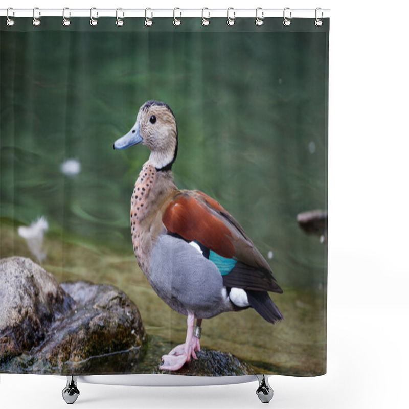 Personality  Ringed Teal, Callonetta Leucophrys Swimming In Water In Its Habitat Shower Curtains