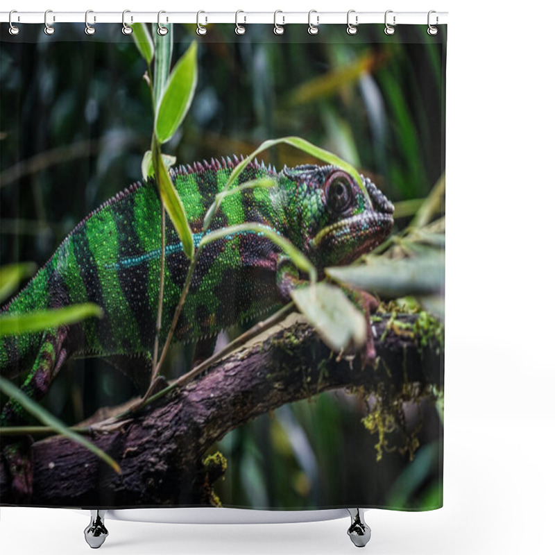 Personality  Chichuuka Lee Chameleon Lurking In The Jungle Shower Curtains