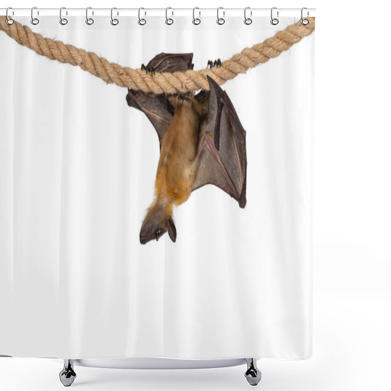 Personality  Young Adult Flying Fox, Fruit Bat Aka Megabat Of Chiroptera, Hanging Side Ways On Sisal Rope. Looking Down. Isolated On White Background. Shower Curtains