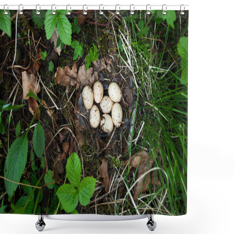 Personality  Hazel Grouse, Tetrastes Bonasia Nest With Seven Eggs In A Lush Boreal Forest During Spring Breeding Season In Estonia, Northern Europe. Shower Curtains