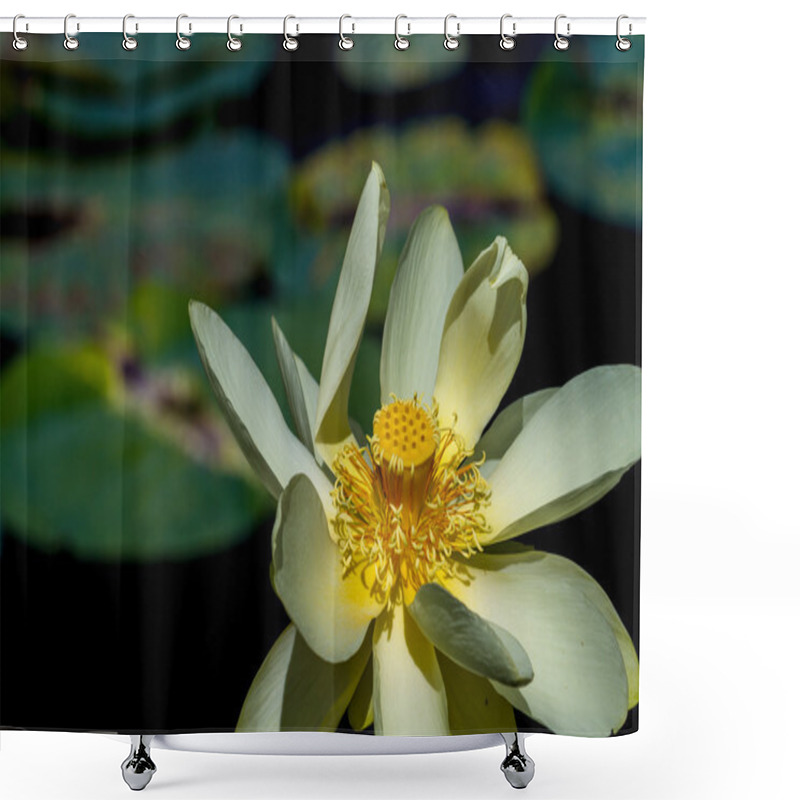 Personality  A Beautiful Yellow Lotus (also Known As Nelumbo Lutea, American Lotus, Water-chinquapin, Or Volee) Flower With Large Lily Pads. Shower Curtains