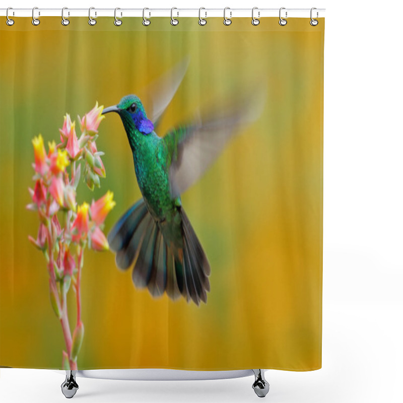 Personality  Hummingbird Green Violet-ear Shower Curtains