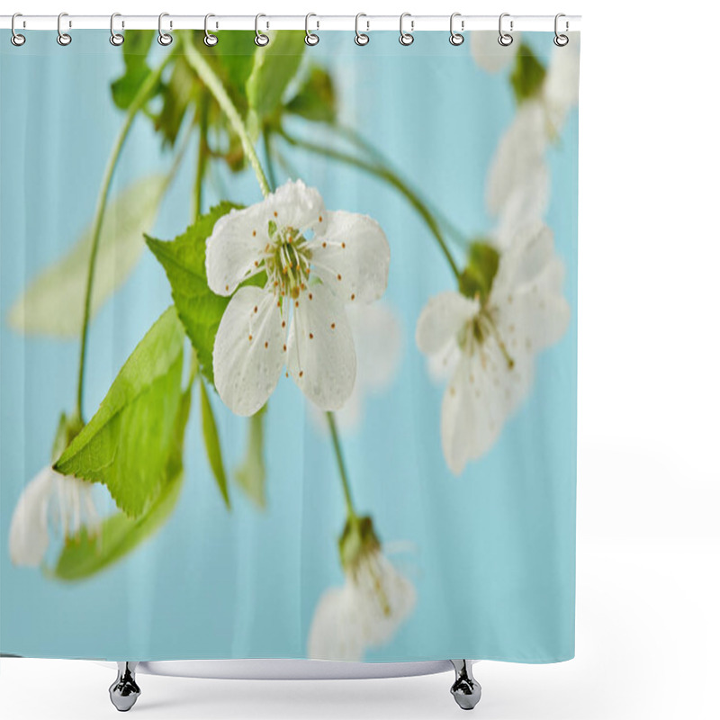 Personality  Close-up Shot Of Aromatic Cherry Blossom Isolated On Blue Shower Curtains