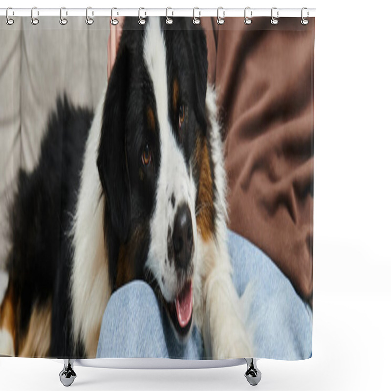 Personality  A Man Relaxes On A Couch, Bonding With His Adorable Australian Shepherd Dog At Home, Banner Shower Curtains