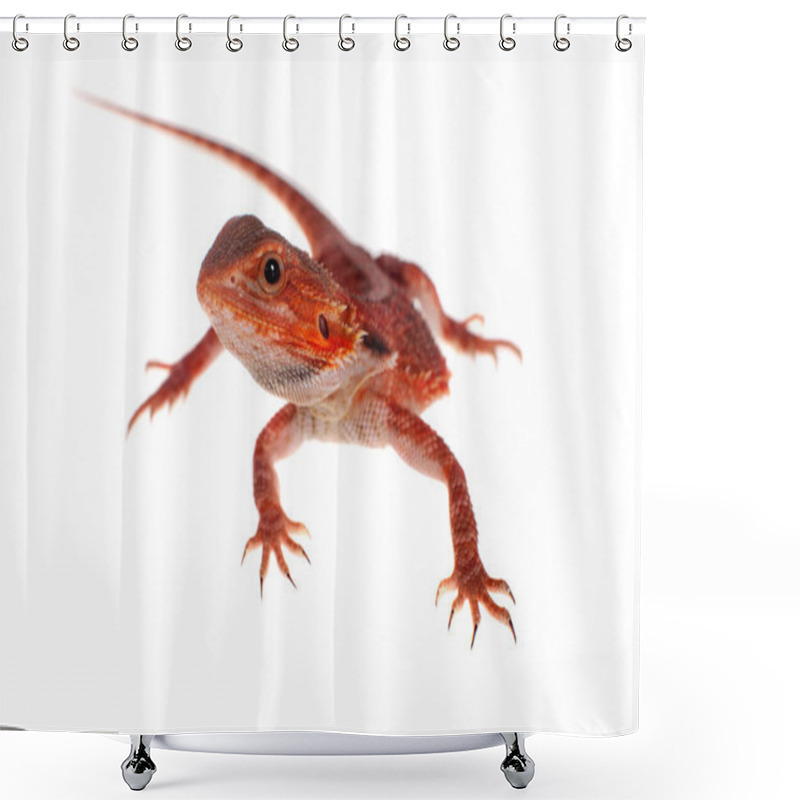 Personality  Red Bearded Dragon, Pogona Vitticeps, On White Shower Curtains