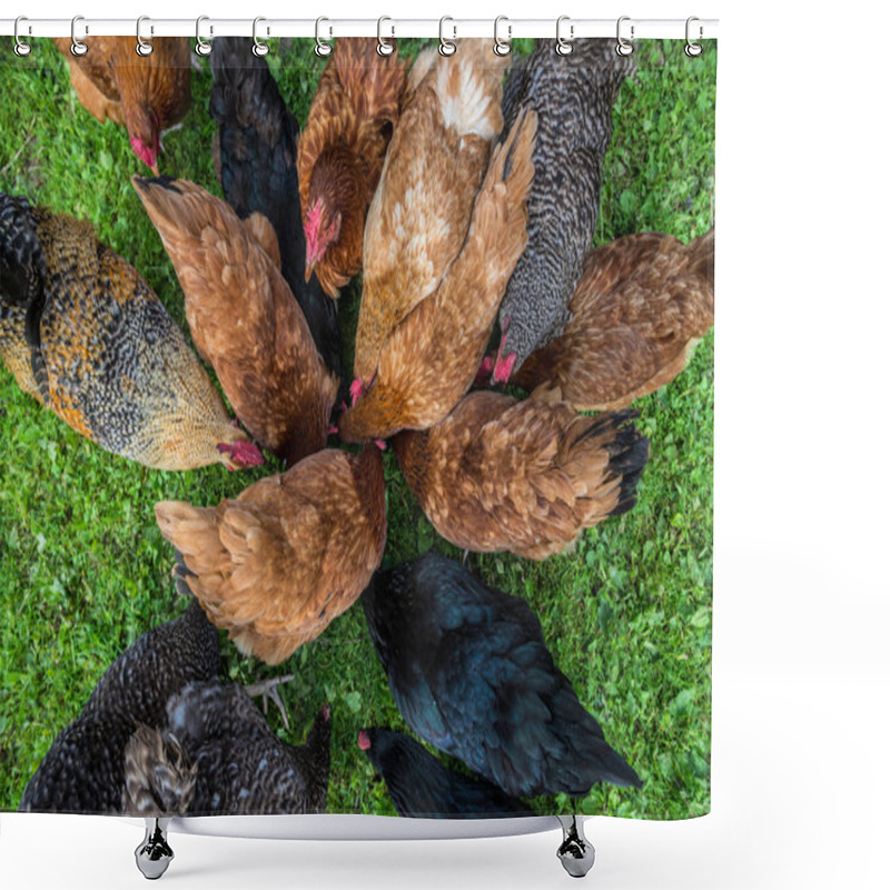 Personality  Chickens In Poland Shower Curtains