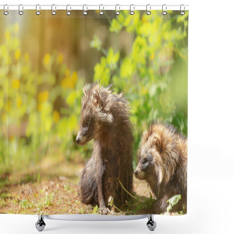 Personality  Two Common Raccoon Dogs Sitting Next To Each Other And Basking In The Sun, Nyctereutes Procyonoides, Chinese Or Asian Raccoon Dog. Parung Time In Animals. Shower Curtains