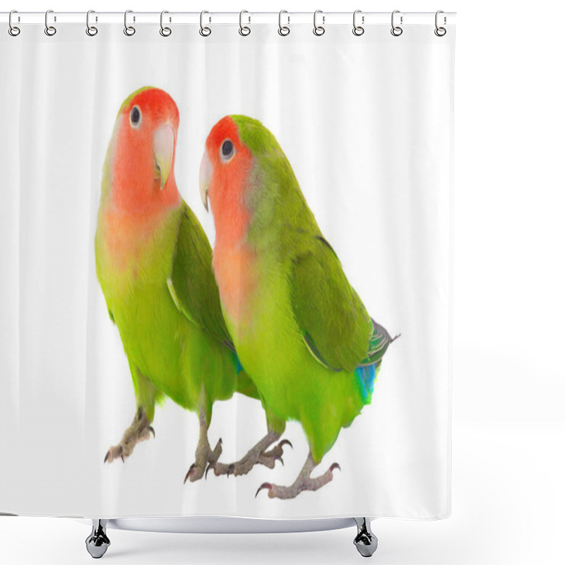 Personality  Two Lovebird Parrot Shower Curtains