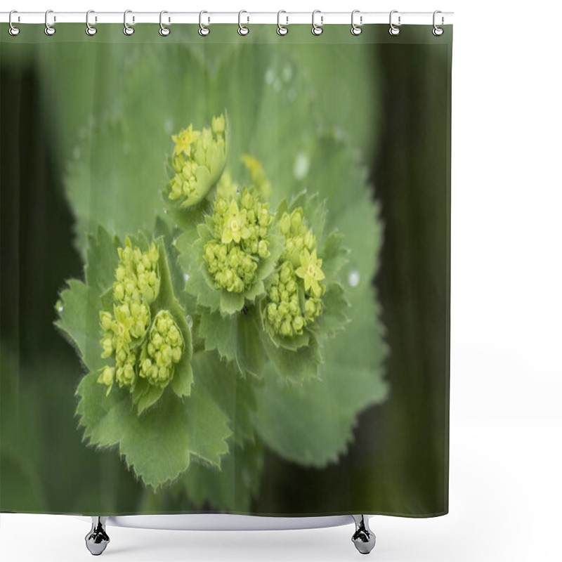 Personality  Closeup Of Mantle Flowers (Alchemilla Mollis) In Water Drops After Rain. Lady's-mantle - Perennial Garden Ornamental Plant. Selective Focus. Shower Curtains