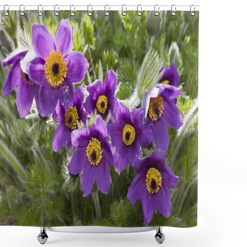 Personality  Closeup View Of Pasque Flowers Or Pasqueflower Shower Curtains