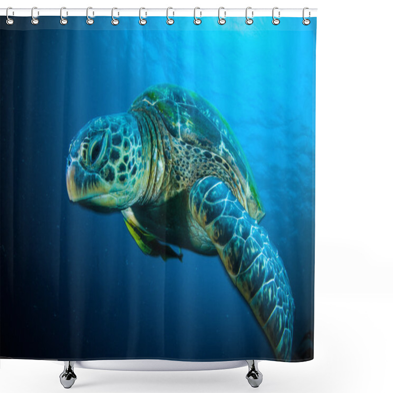 Personality  Sea Turtle On Coral Bunaken Sulawesi Indonesia Mydas Chelonia Underwater Photo Shower Curtains