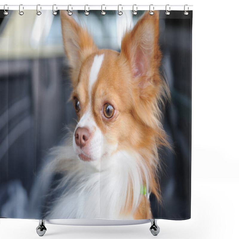 Personality  Cute Chihuahua Portrait Shower Curtains